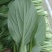 小青菜，质量好，青杆大叶面上海青，油菜量大从优