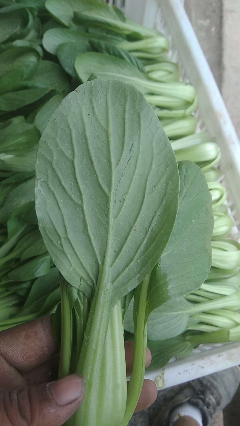 小青菜，质量好，青杆大叶面上海青，油菜量大从优