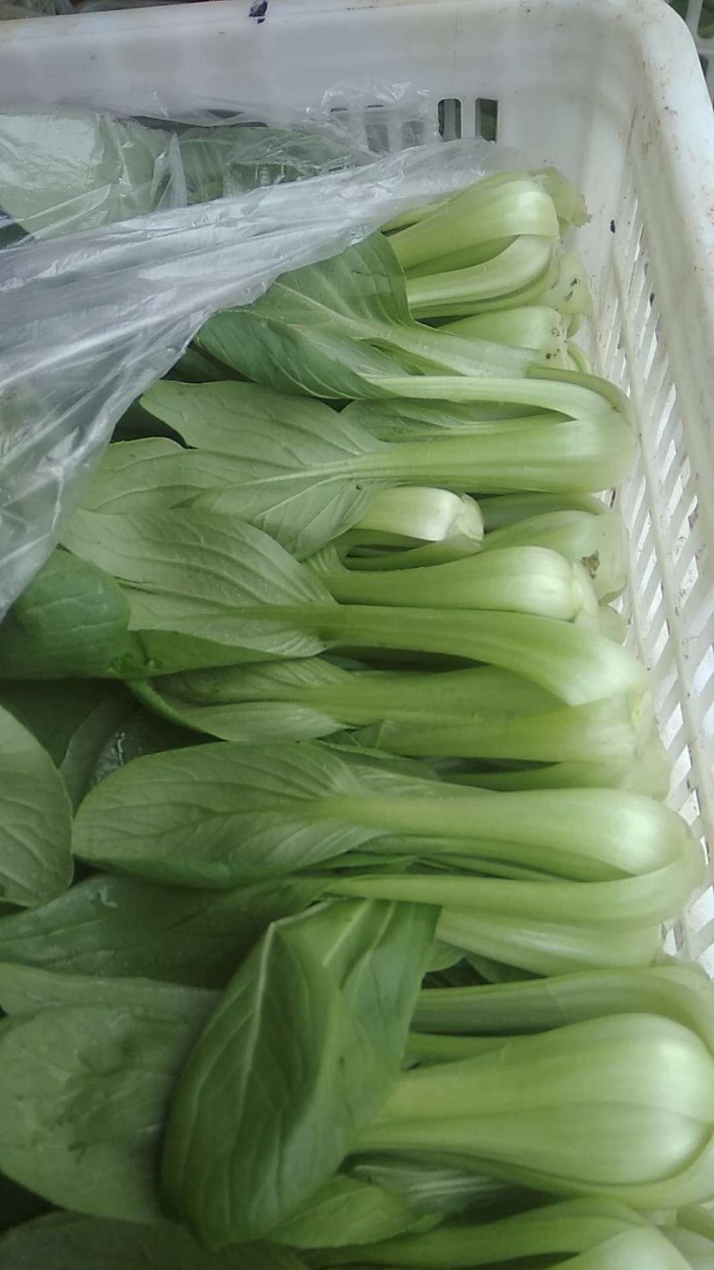 小青菜，质量好，青杆大叶面上海青，油菜量大从优