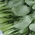 小青菜，质量好，青杆大叶面上海青，油菜量大从优