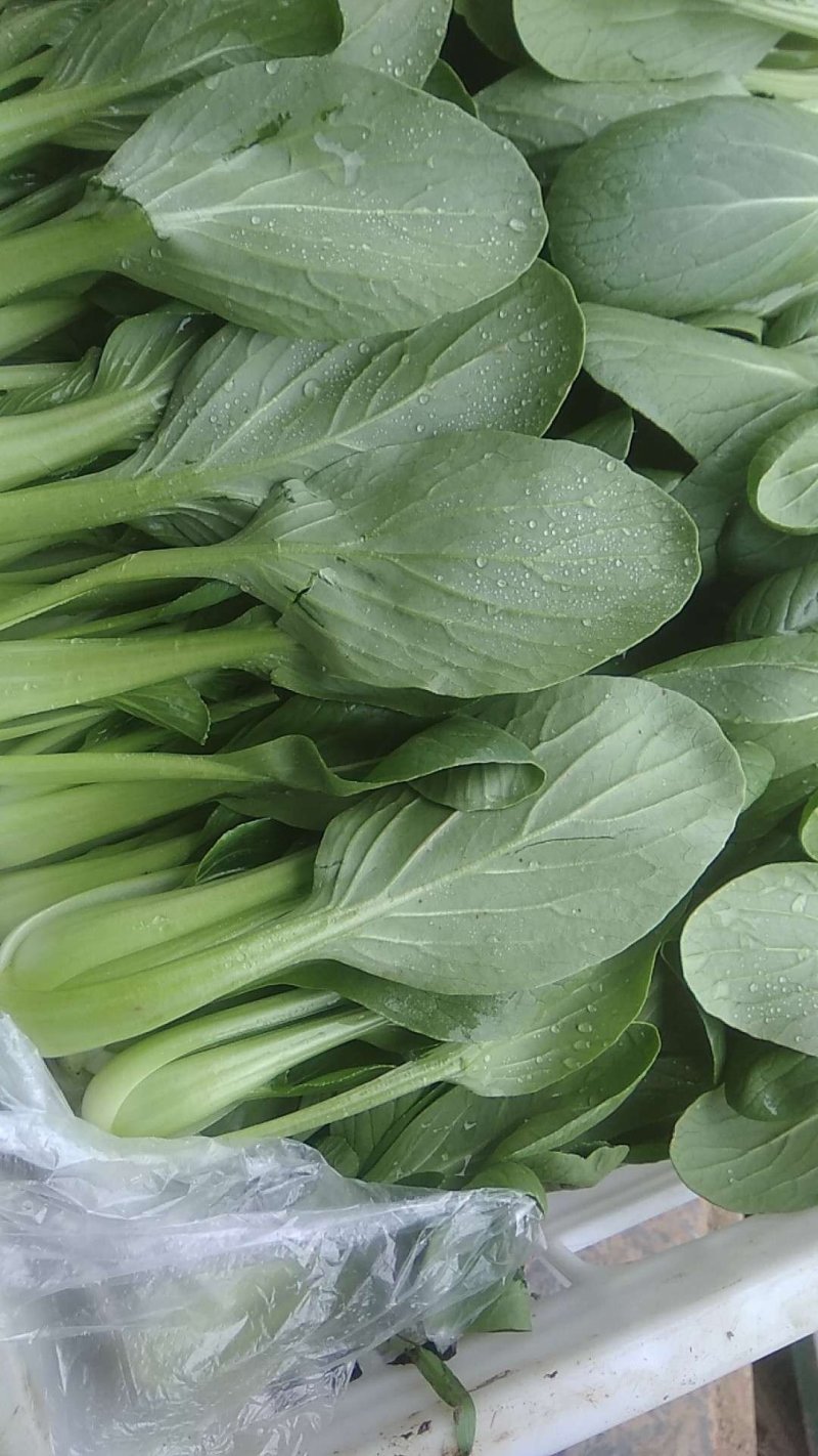 小青菜，质量好，青杆大叶面上海青，油菜量大从优