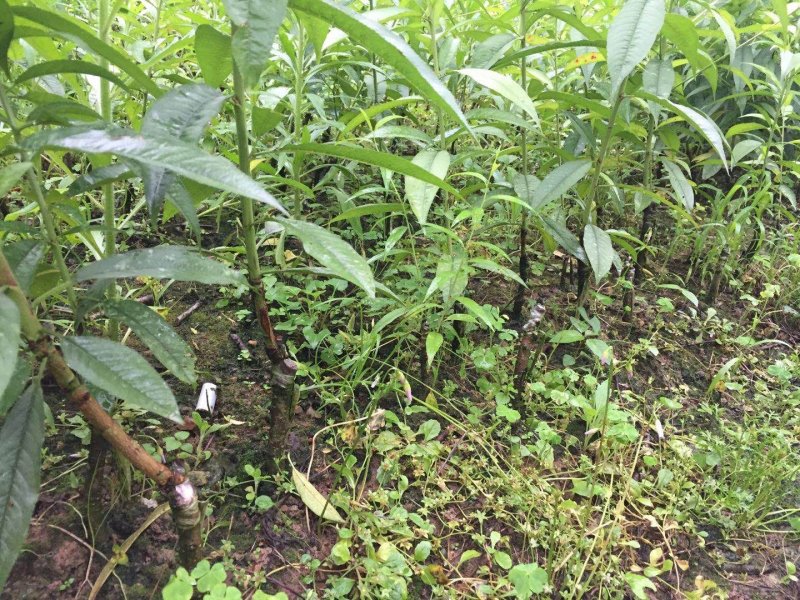青叶桃花青叶大红桃花苗
