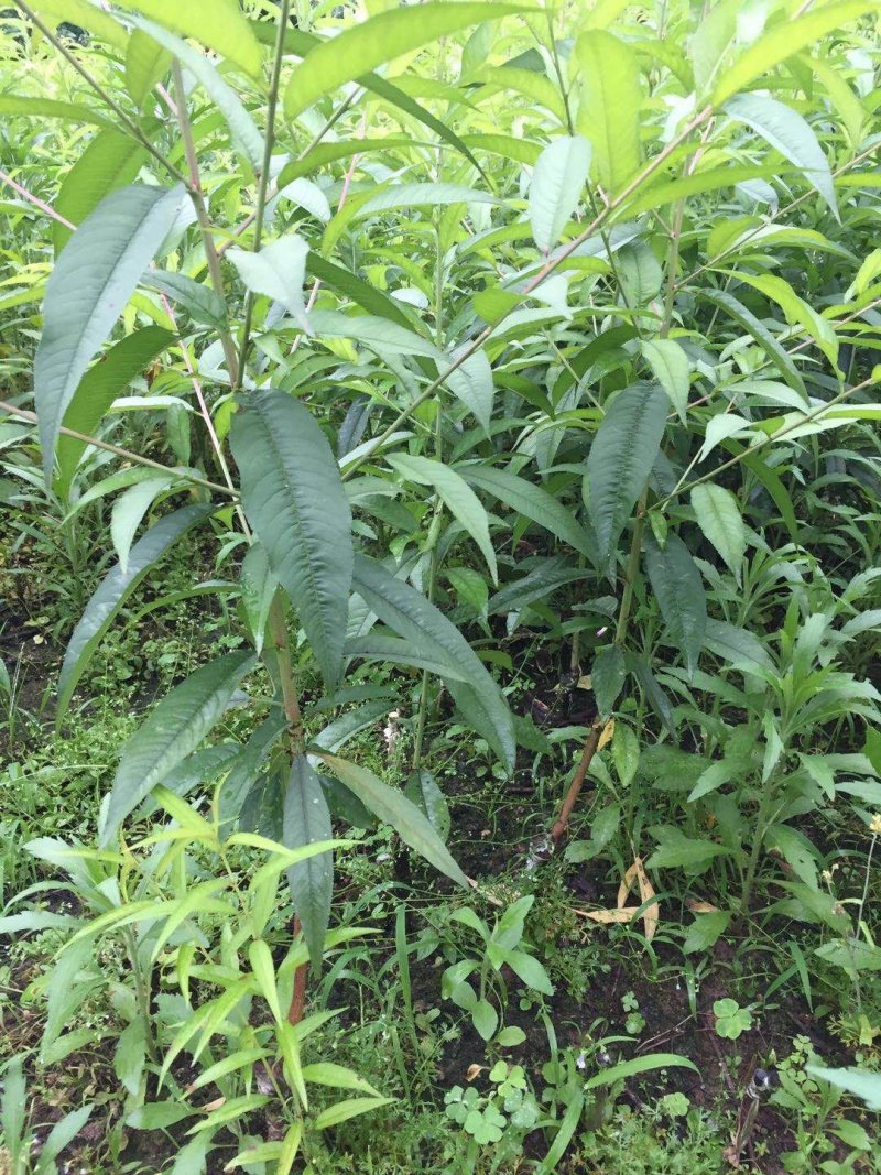 青叶桃花青叶大红桃花苗