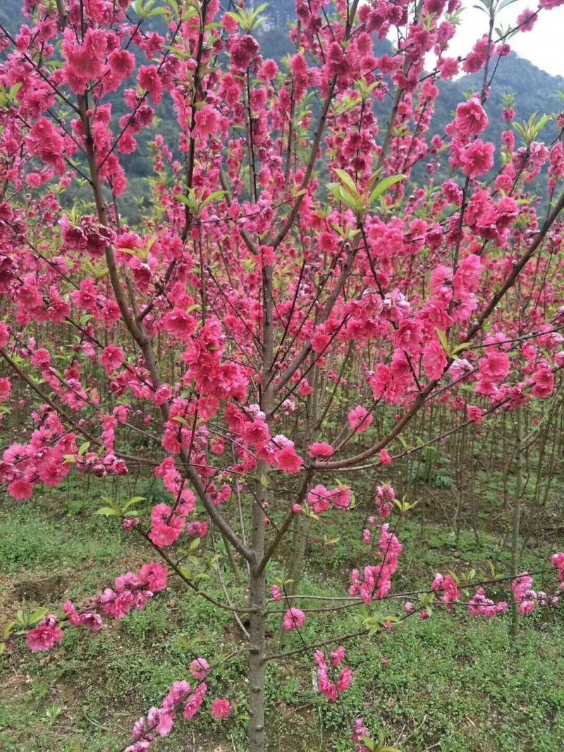 青叶桃花青叶大红桃花苗