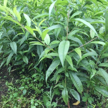 青叶桃花青叶大红桃花苗