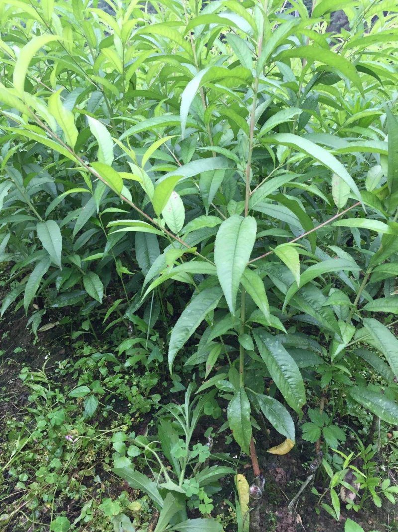 青叶桃花青叶大红桃花苗