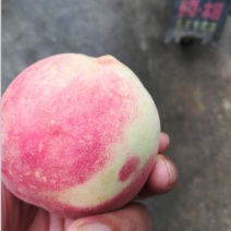 “巫溪冬桃”不软桃，映霜红二代桃，世纪王黄桃