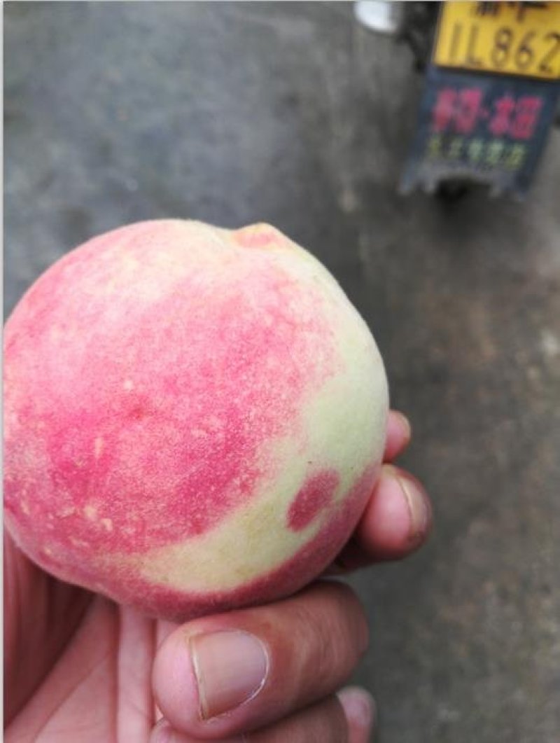 “巫溪冬桃”不软桃，映霜红二代桃，世纪王黄桃