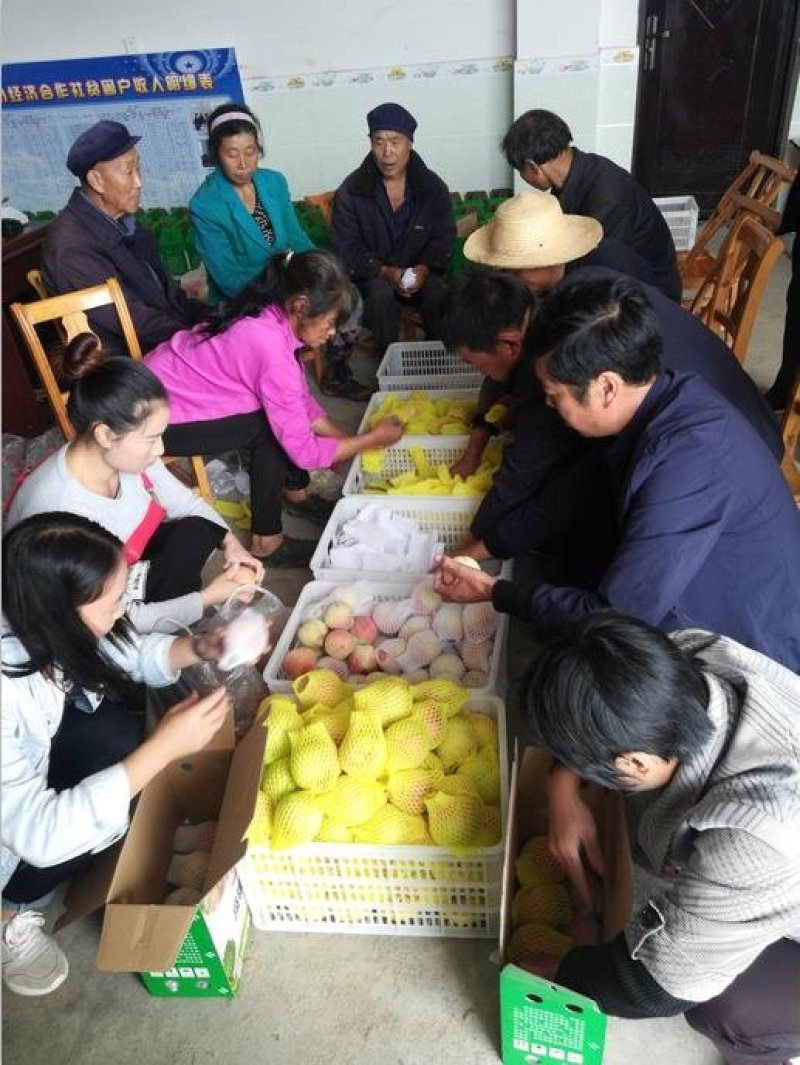 “巫溪冬桃”不软桃，映霜红二代桃，世纪王黄桃