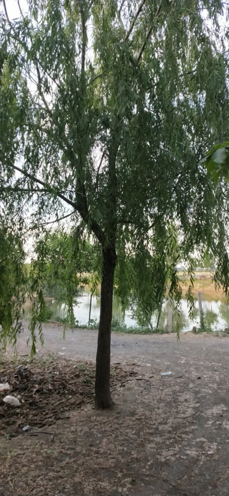 垂柳
