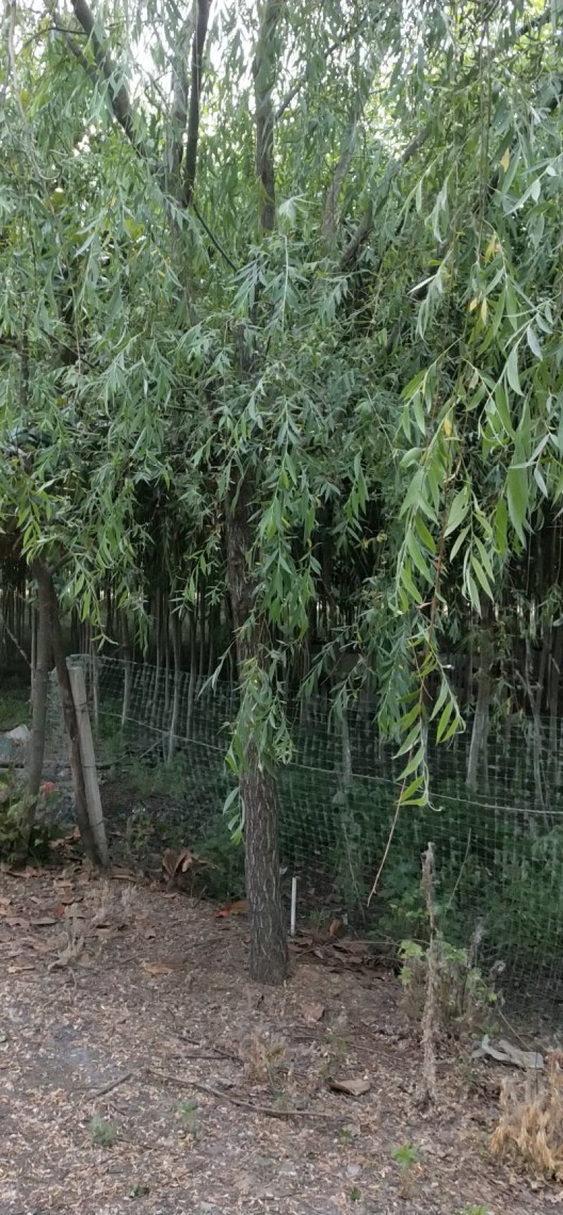 垂柳