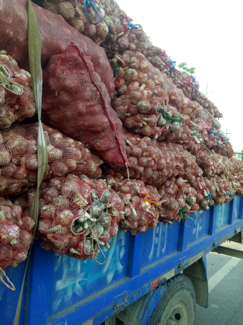 精品大蒜紫皮蒜大量上市，产地直供，可视频看货