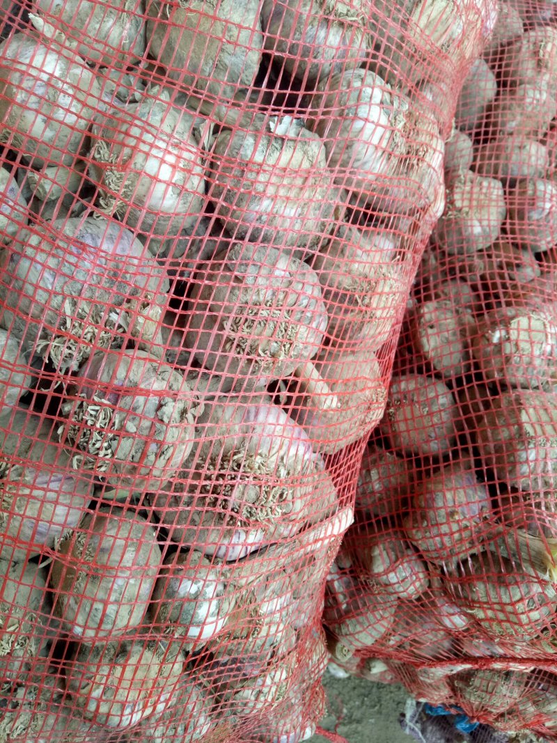精品大蒜紫皮蒜大量上市，产地直供，可视频看货