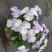 高端盘饰花草三色堇
