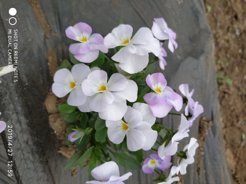 高端盘饰花草三色堇