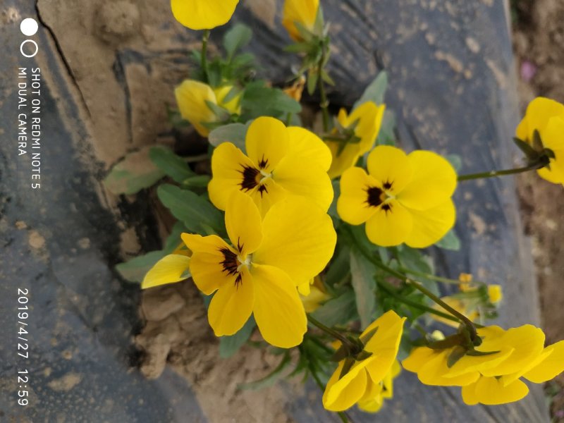 高端盘饰花草三色堇