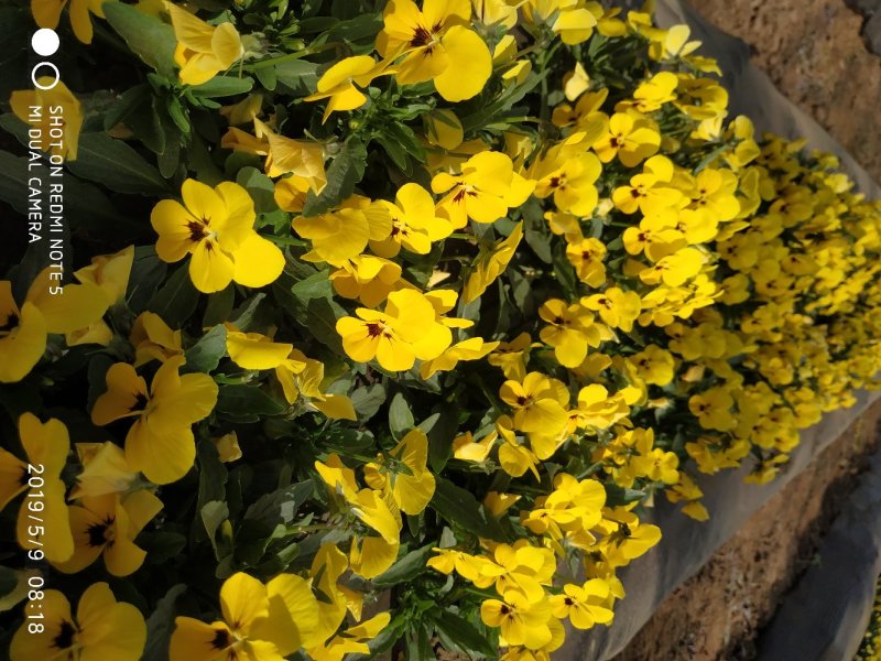 高端盘饰花草三色堇