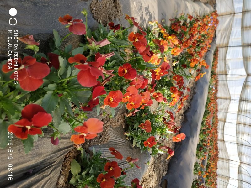 高端盘饰花草三色堇