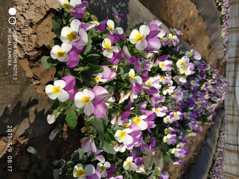 高端盘饰花草三色堇