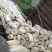 天然无污染高山压榨笋