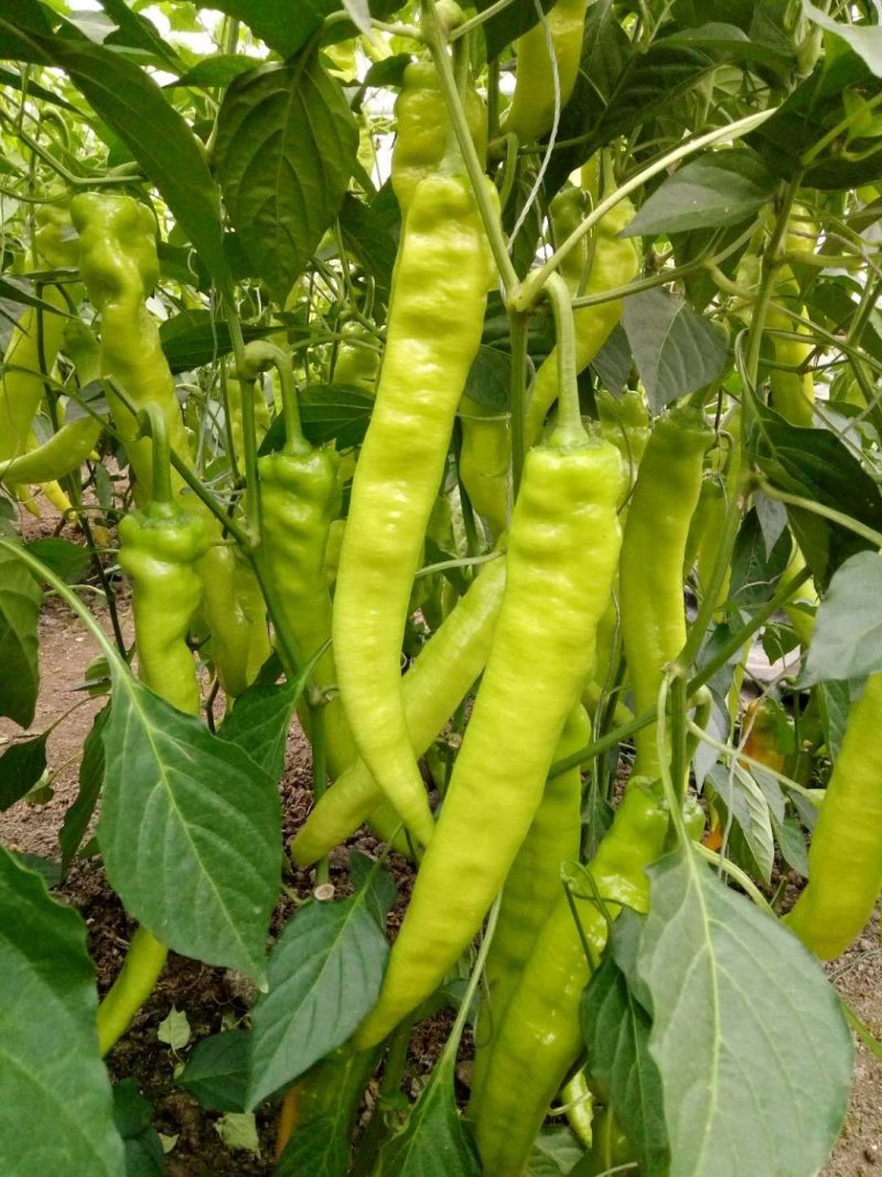 种苗辣椒种苗，越冬辣椒苗红绿兼收尖椒苗各种蔬菜种苗