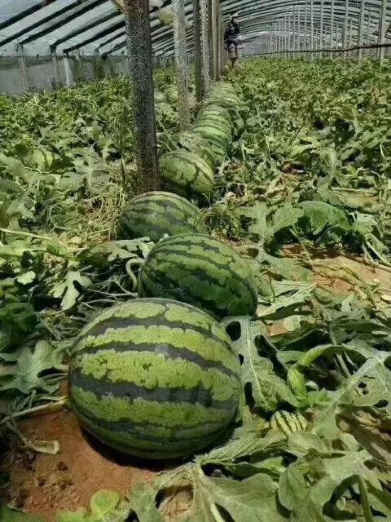 山东青州谭坊甜王西瓜，九成熟，一茬！包熟，包甜基地直发。