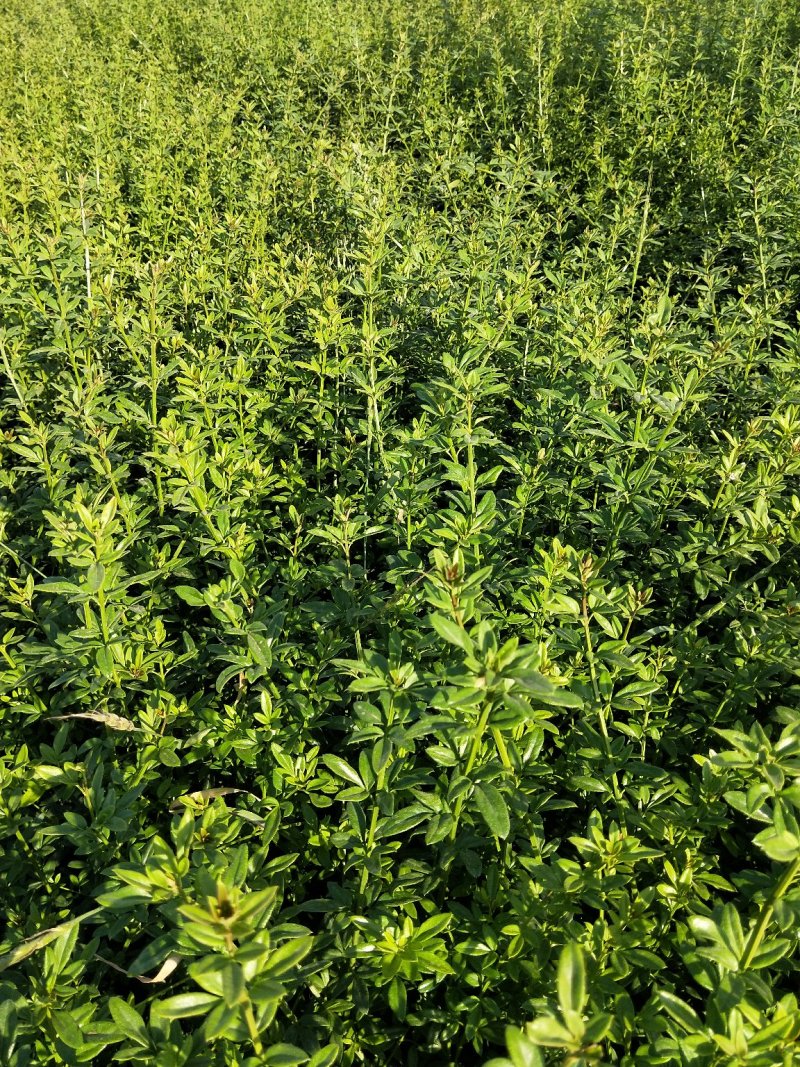 迎春绿化迎春杯苗地栽苗大量有货欢迎实地看货