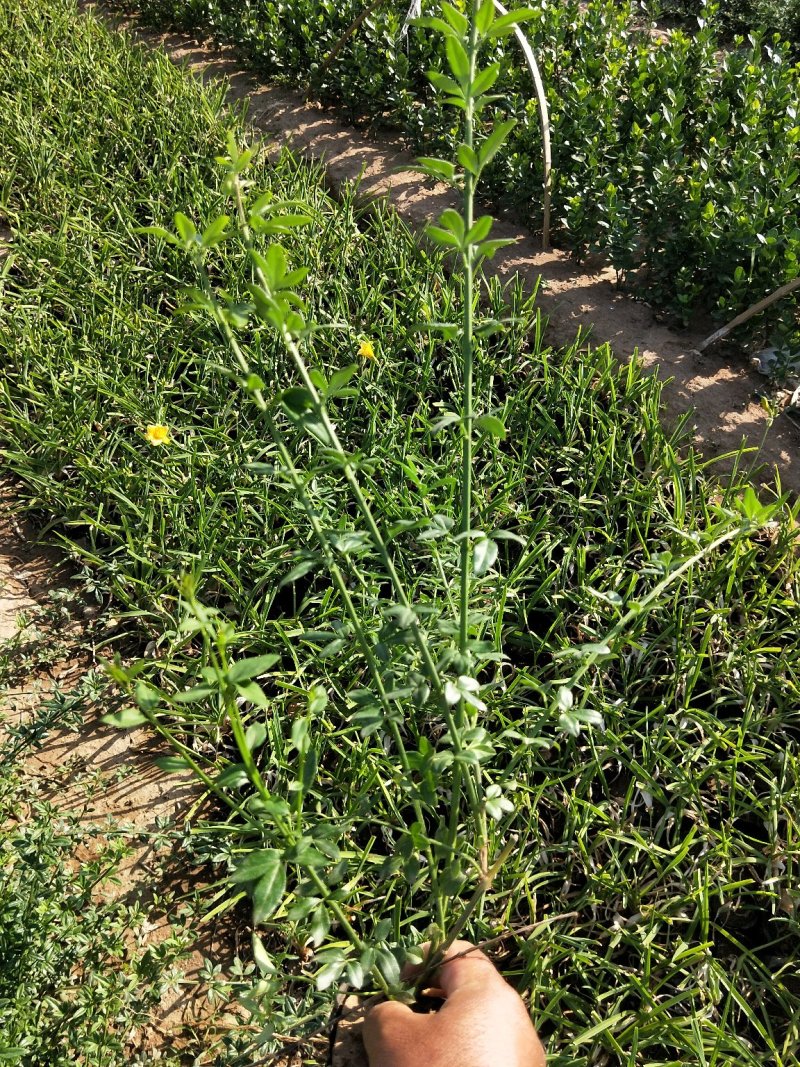 迎春绿化迎春杯苗地栽苗大量有货欢迎实地看货