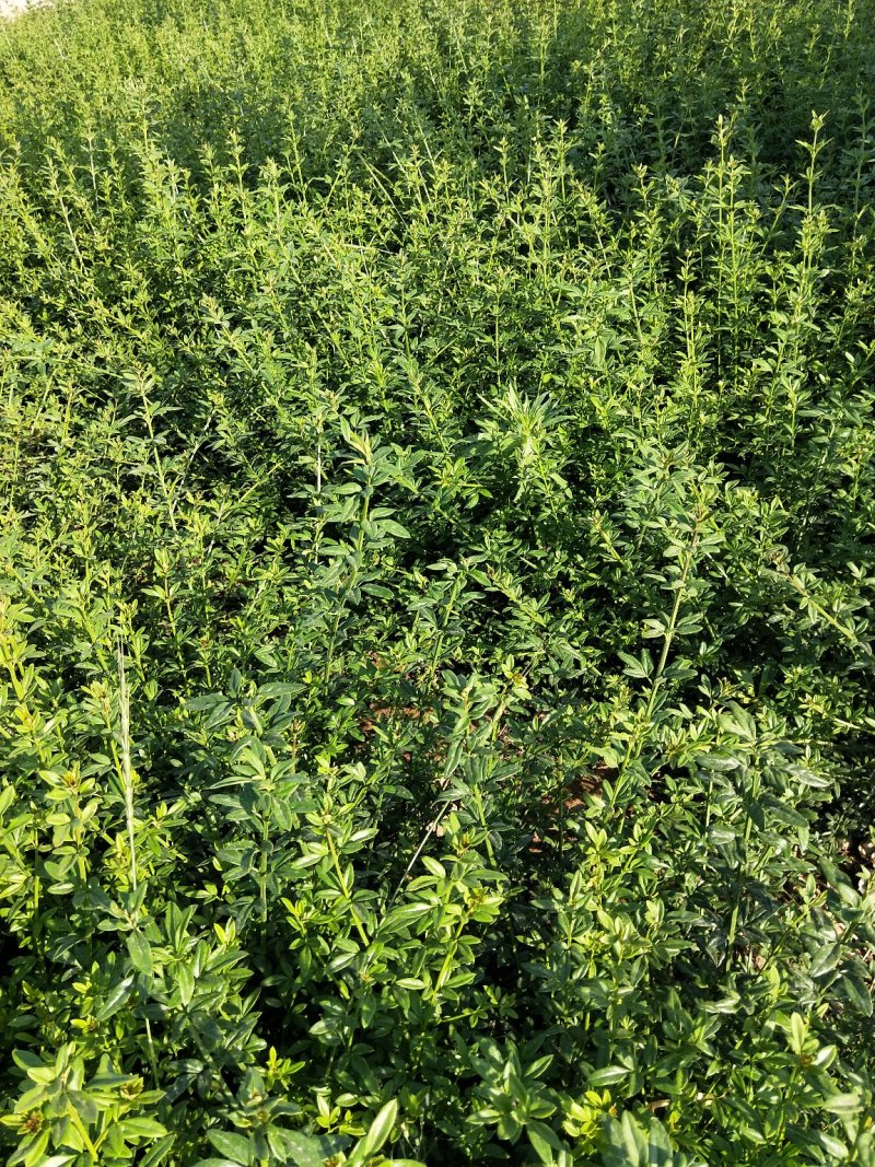 迎春绿化迎春杯苗地栽苗大量有货欢迎实地看货