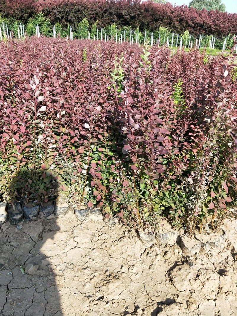 优质小檗红叶小檗自家基地支持实地看货