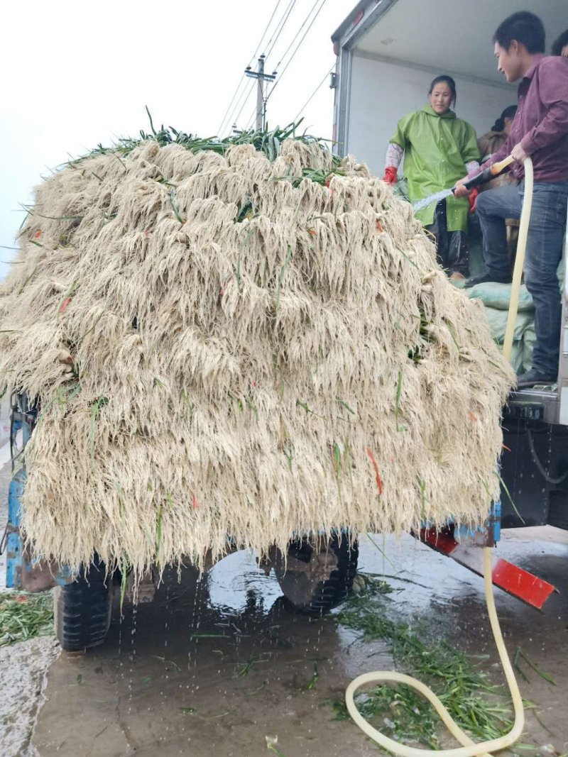 东北一点红万亩蒜苗基地直接发货，大量上市，欢迎采购