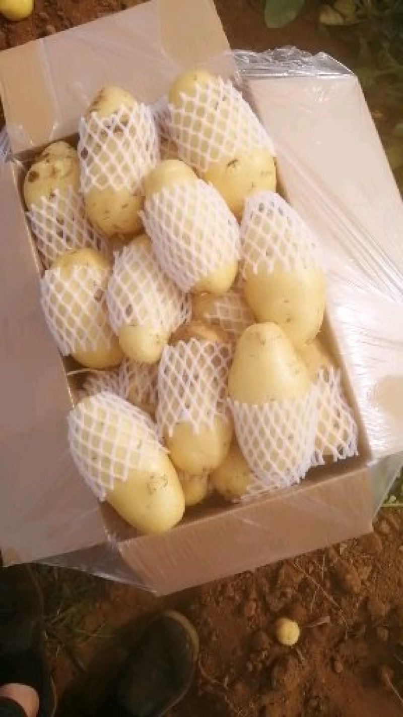精品荷兰十五土豆精装货源，套网装箱货，大量出售中