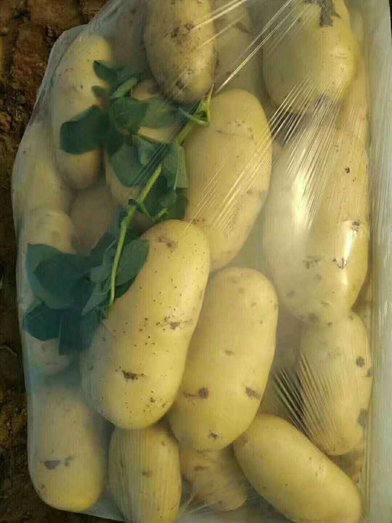 精品荷兰十五土豆精装货源，套网装箱货，大量出售中