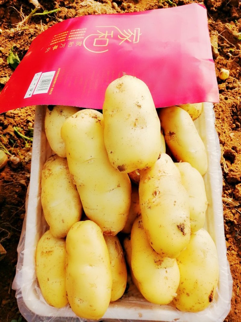 精品荷兰十五土豆精装货源，套网装箱货，大量出售中