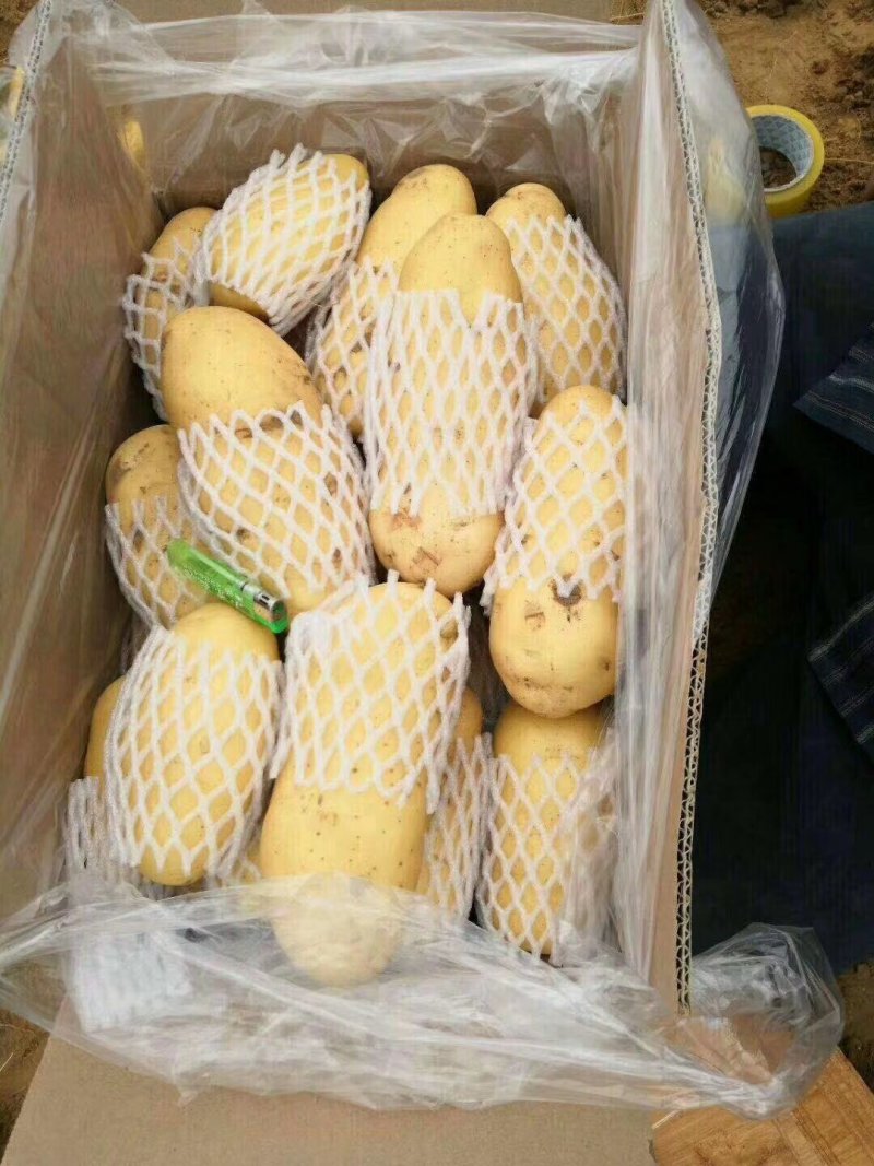 精品荷兰十五土豆精装货源，套网装箱货，大量出售中
