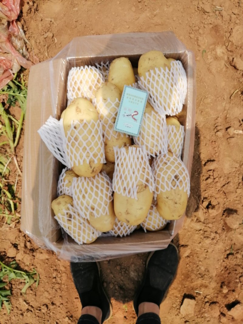 精品荷兰十五土豆精装货源，套网装箱货，大量出售中