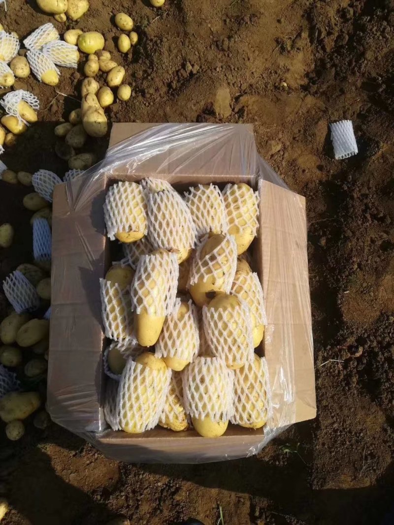 精品荷兰十五土豆精装货源，套网装箱货，大量出售中