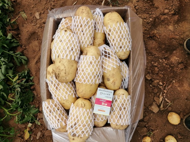 精品荷兰十五土豆精装货源，套网装箱货，大量出售中