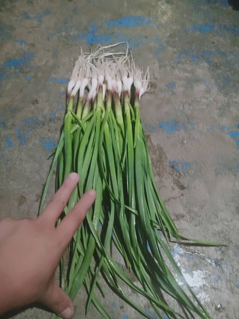 精品青蒜苗大量上市啦！货源充足，价格优惠