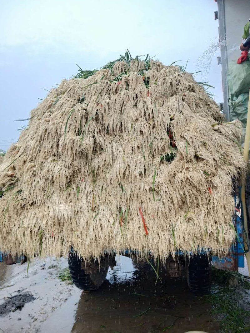 精品青蒜苗大量上市啦！货源充足，价格优惠