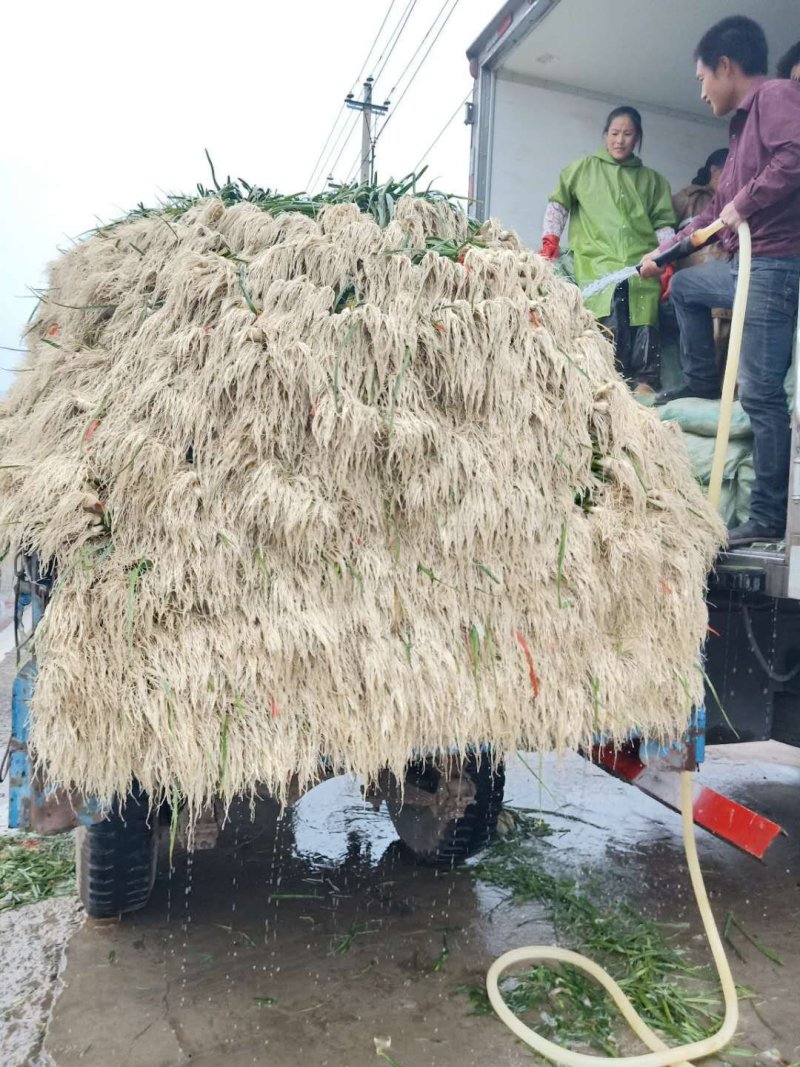 精品青蒜苗大量上市啦！货源充足，价格优惠