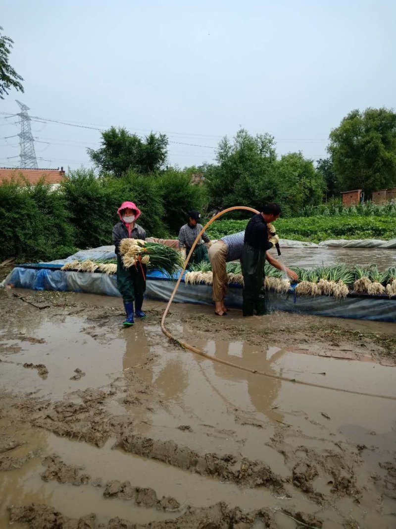 精品青蒜苗大量上市啦！货源充足，价格优惠