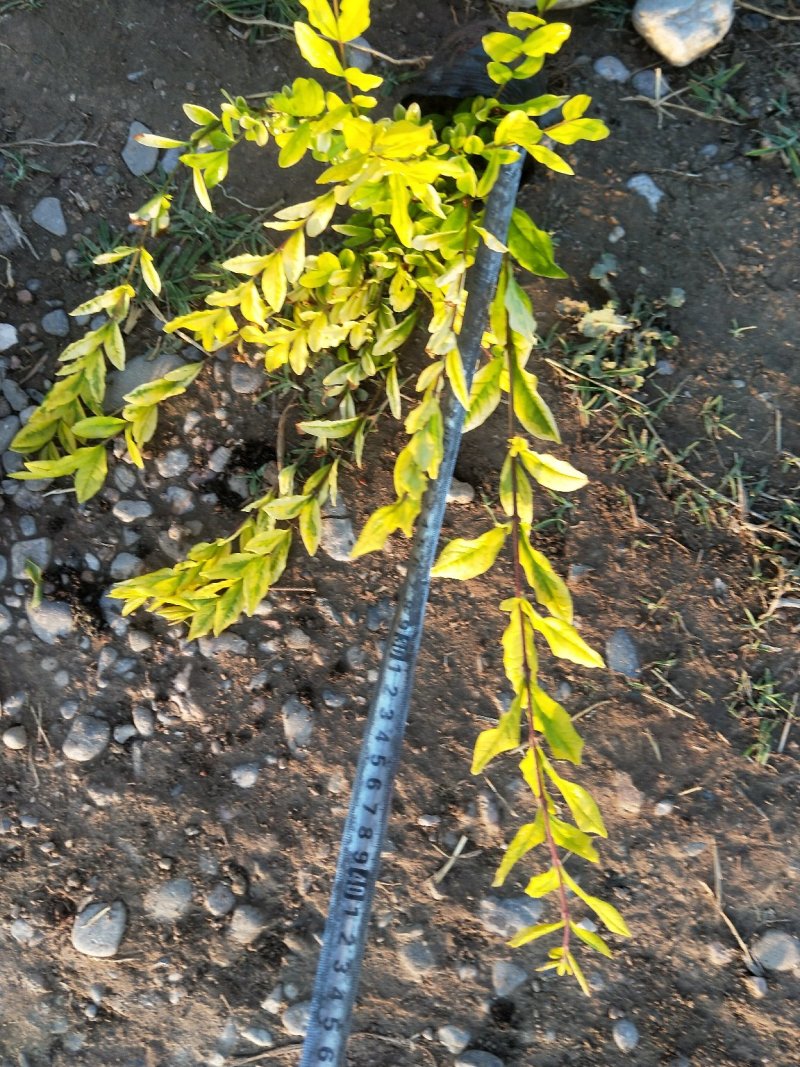 优质水蜡多分枝量大优惠分枝旺盛冠幅好欢迎实地看货