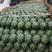 陕西大荔甜王西瓜大量有货现已上市上千万亩西瓜产地品质保证