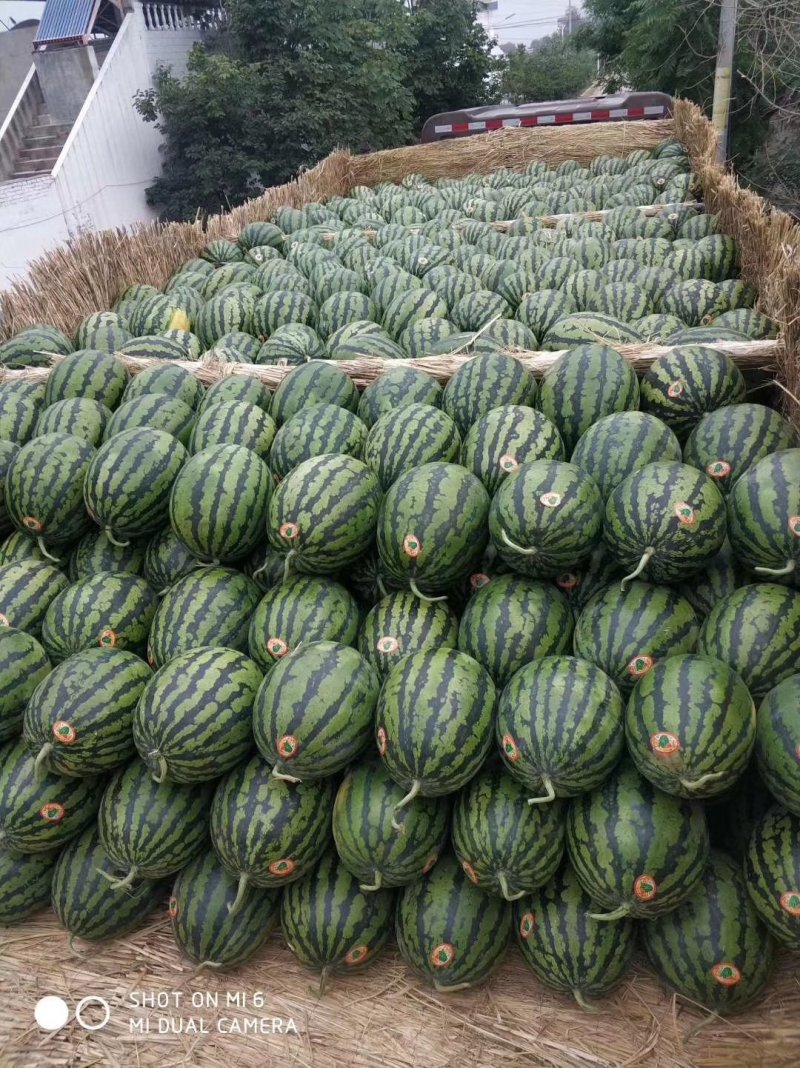 陕西大荔甜王西瓜大量有货现已上市上千万亩西瓜产地品质保证