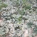 陕西大荔甜王西瓜大量有货现已上市上千万亩西瓜产地品质保证