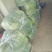 韭苔！用实力说话，靠品质前行！！！