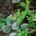 神豆腐，豆腐柴
