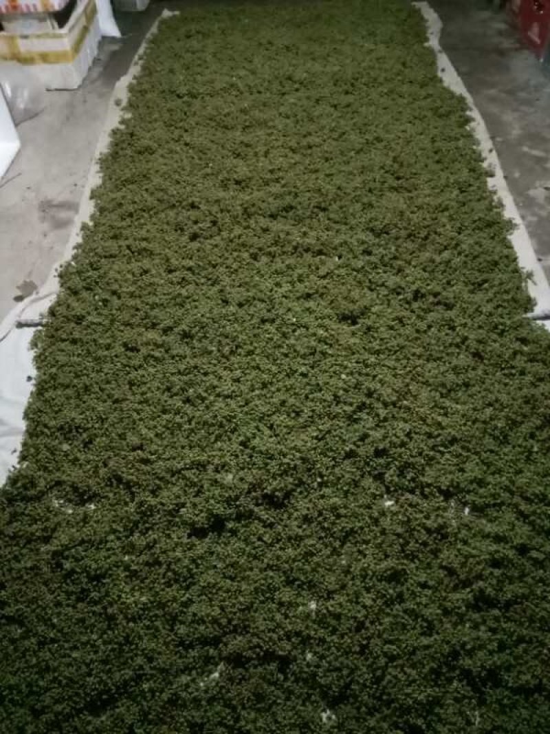 2026湖北大量精品鲜花椒