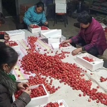 大棚樱桃大红灯樱桃大量上市美早先锋货源充足
